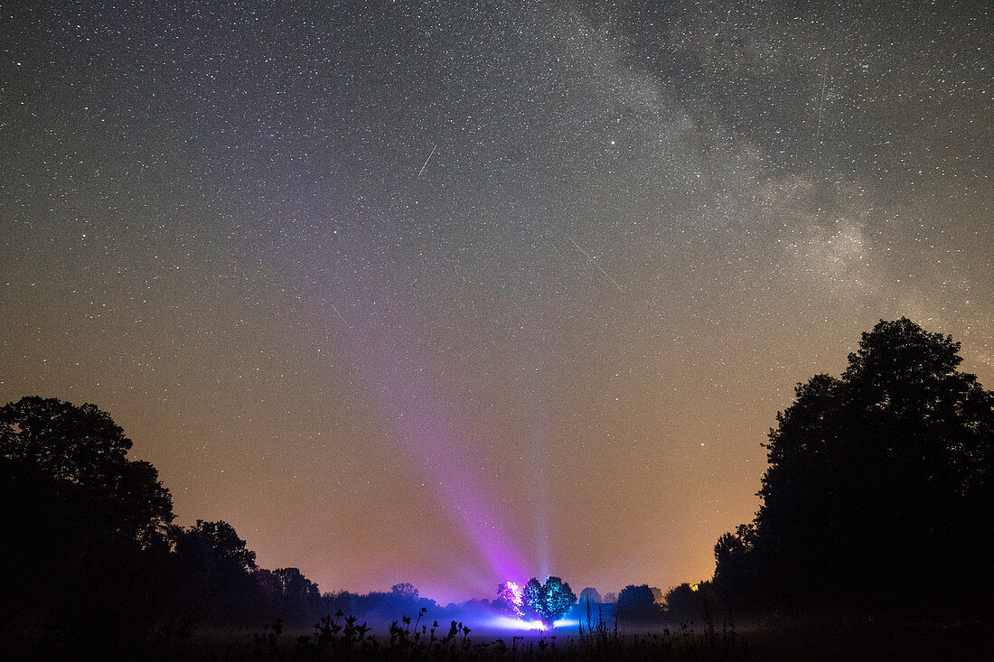 Tree in front of a cloudless starry sky with laser show, Germany, Brandenburg, Spreewald