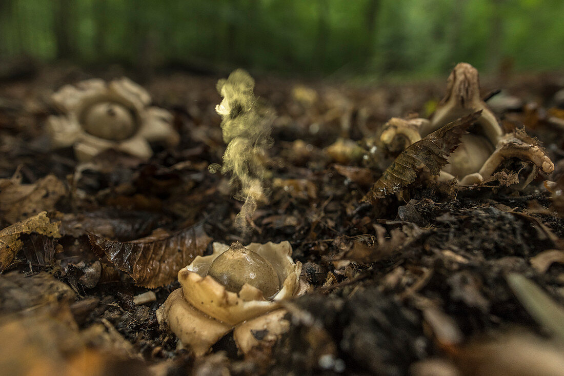 Earth star mushrooms blow their spores into the air, Germany, Brandenburg, Spreewald