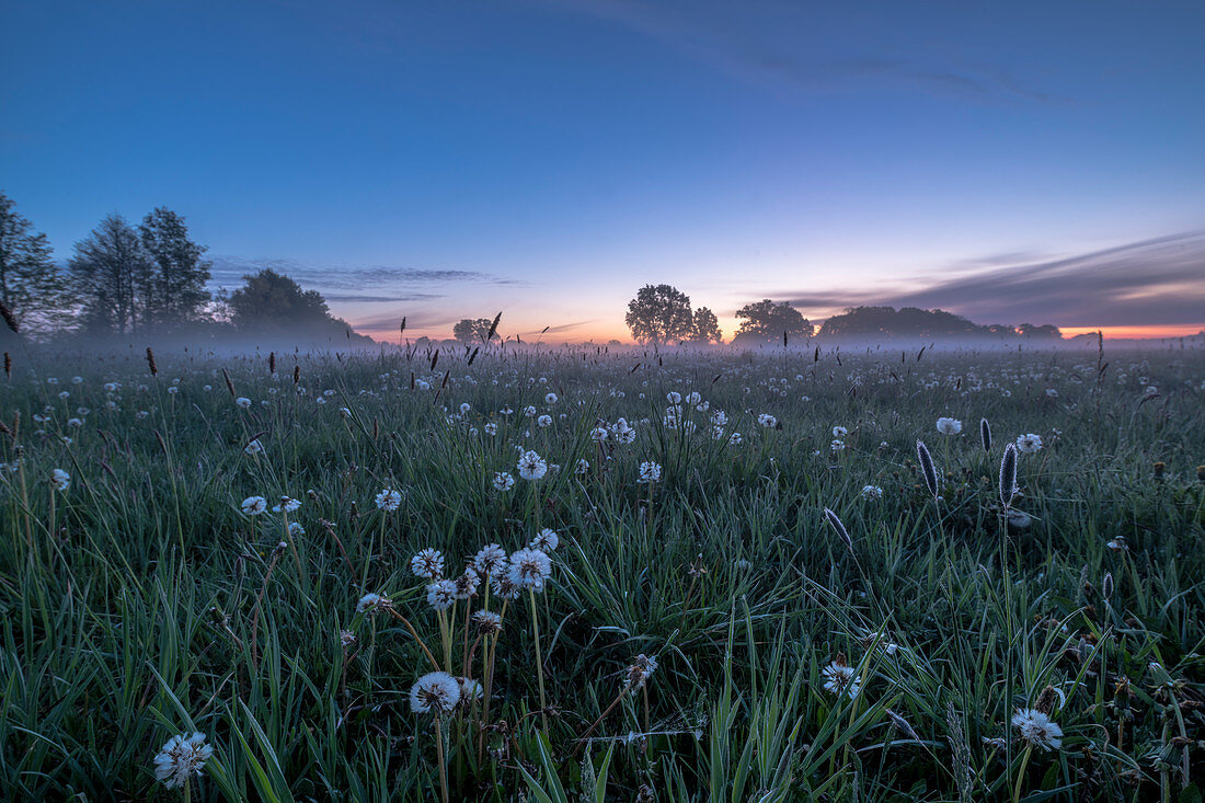 Löwenzahn Wiese im Morgengrauen und Nebel, Deutschland, Brandenburg, Spreewald