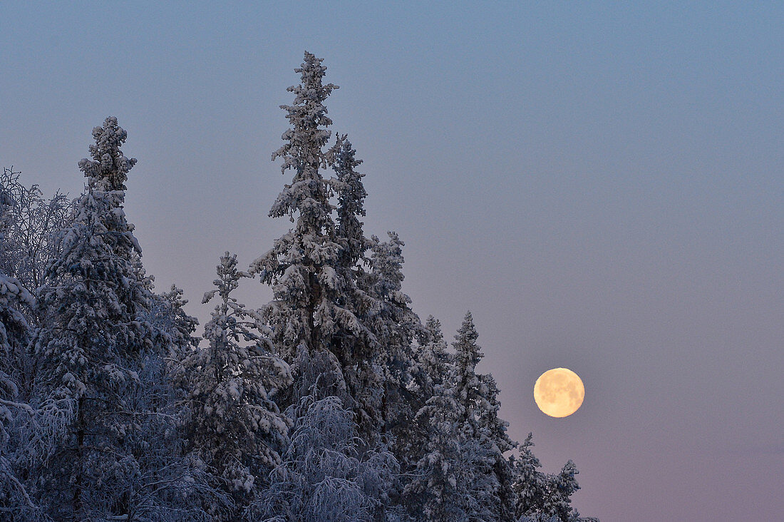 Der Vollmond leuchtet am Morgen vor verschneiten Bäumen, Storuman, Lappland, Schweden
