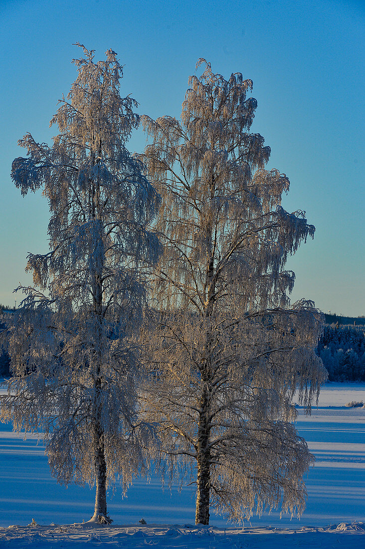 Zwei Birken voller Rauhreif im Winter am See, Slagnäs, Lappland, Schweden