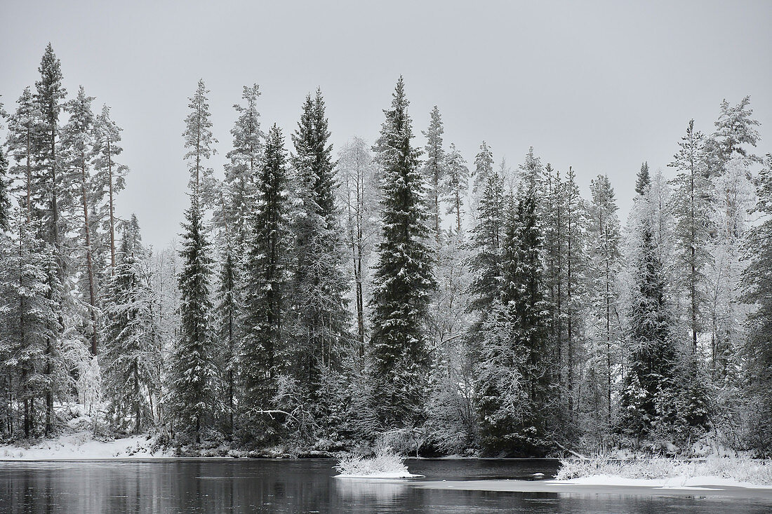 Schneebedeckte Bäume am Flussufer bei Avaträsk, Västerbottens Län, Schweden