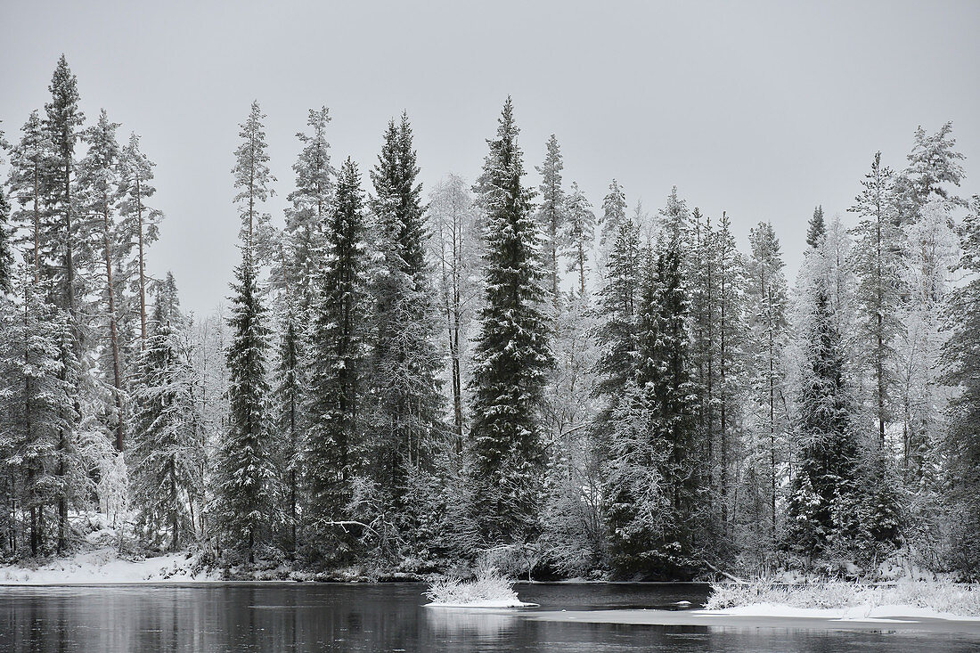 Snow-covered trees on the riverside at Avaträsk, Västerbottens Län, Sweden