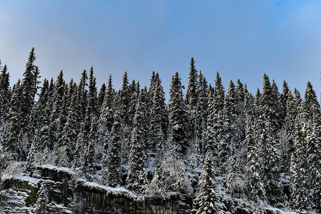 Snow-covered fir trees on a rock, Nybodarna, Jämtland, Sweden