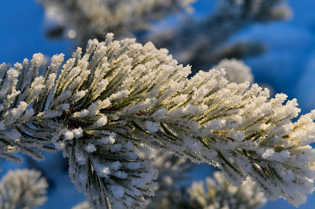 Zweig einer Kiefer von Rauhreif überzogen im Sonnenlicht, Tallberg, Västerbottens Län, Schweden