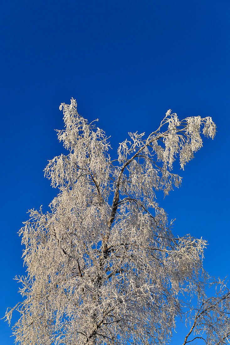 Birch full of hoar frost against a deep blue winter sky, near Lillögda, Västerbottens Län, Sweden