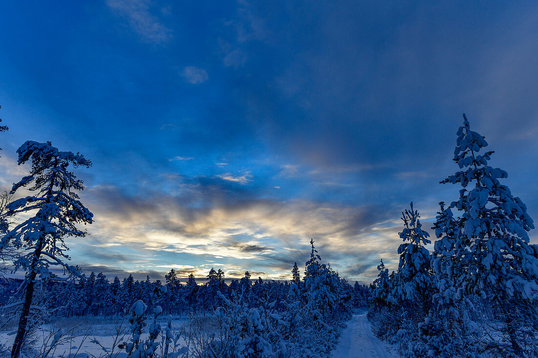 Dämmerung im tief verschneiten Wald in Lappland, Mattaur, Norrbotten, Schweden