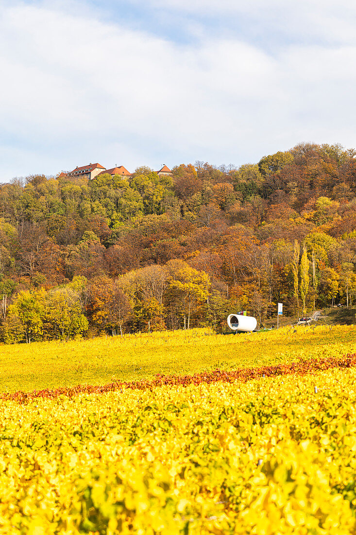 The terroir f in Rödelsee, Kitzingen, Lower Franconia, Franconia, Bavaria, Germany, Europe