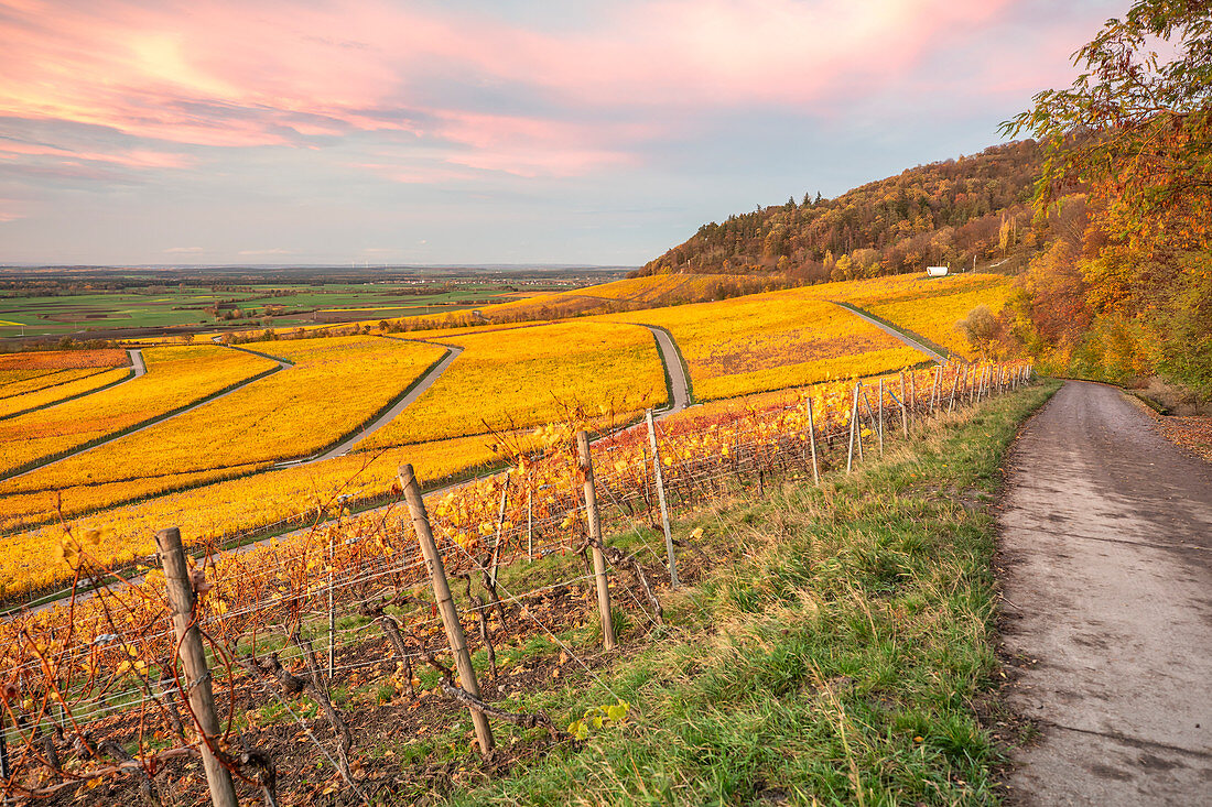 The terroir f in Rödelsee, Kitzingen, Lower Franconia, Franconia, Bavaria, Germany, Europe