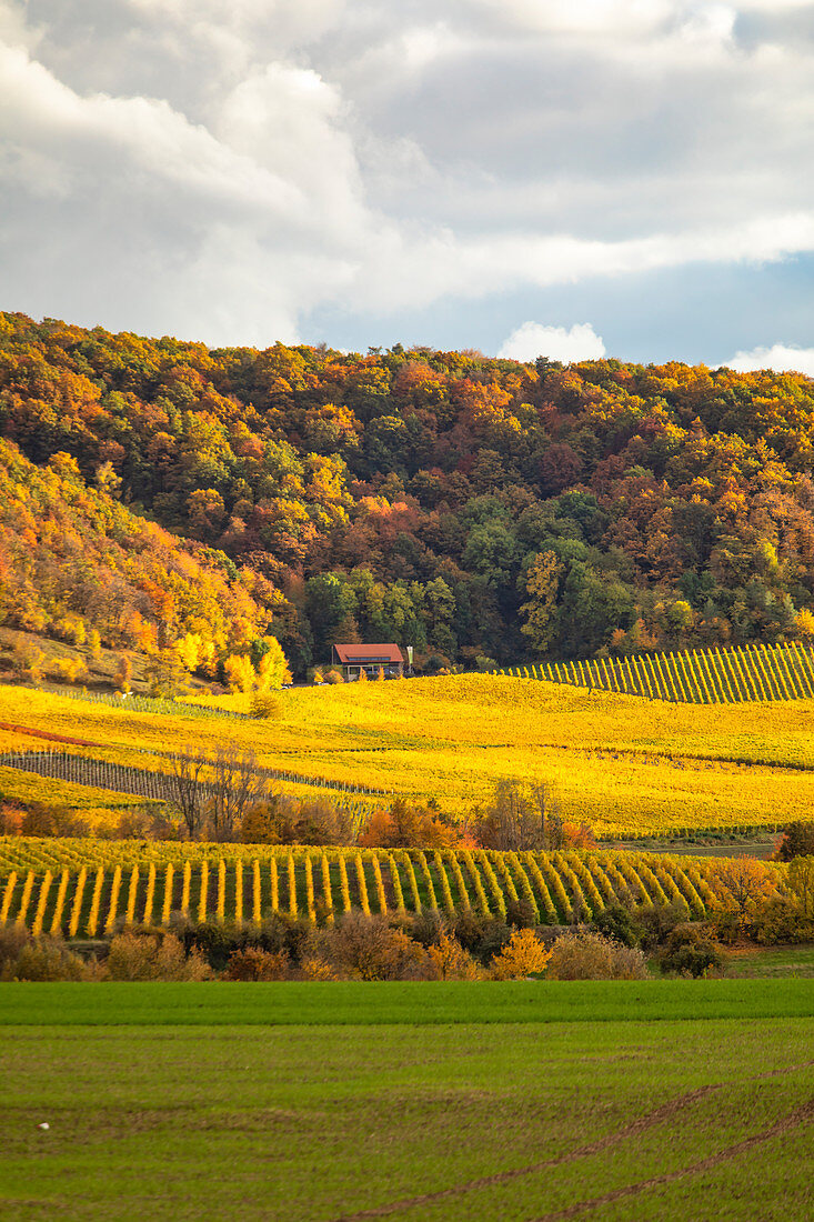 Vineyards in the southern Steigerwald, Weinparadiesscheune, Weinparadies, Bullenheim, Reusch, Middle Franconia, Franconia, Bavaria, Germany, Europe