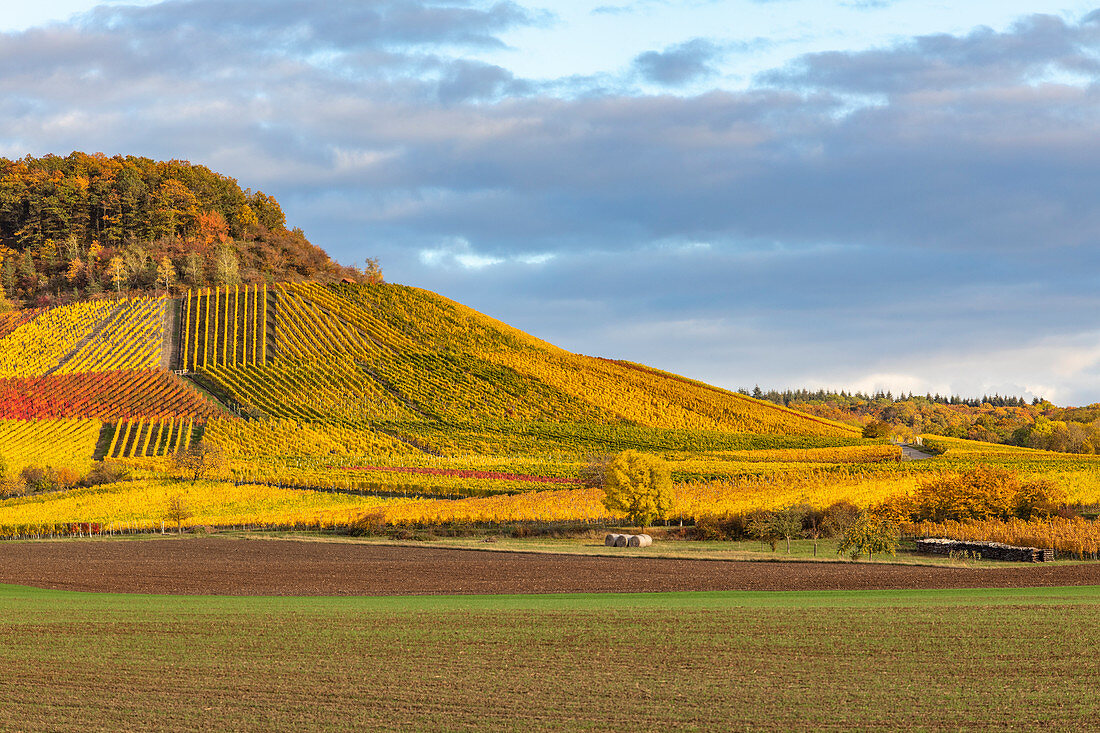 Vineyards in the southern Steigerwald, wine paradise, Bullenheim, Reusch, Middle Franconia, Franconia, Bavaria, Germany, Europe