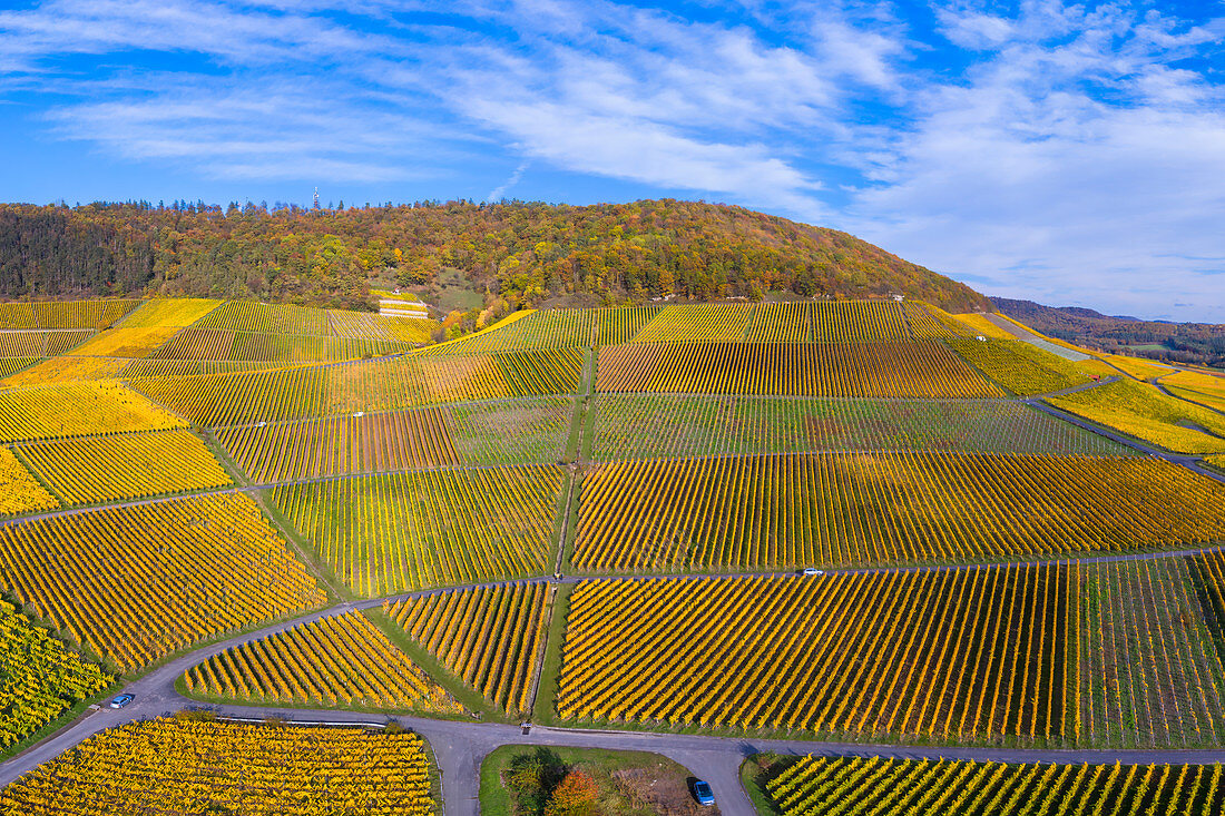 The Julius Echter Berg vineyard in Iphofen, Kitzingen, Lower Franconia, Franconia, Bavaria, Germany, Europe
