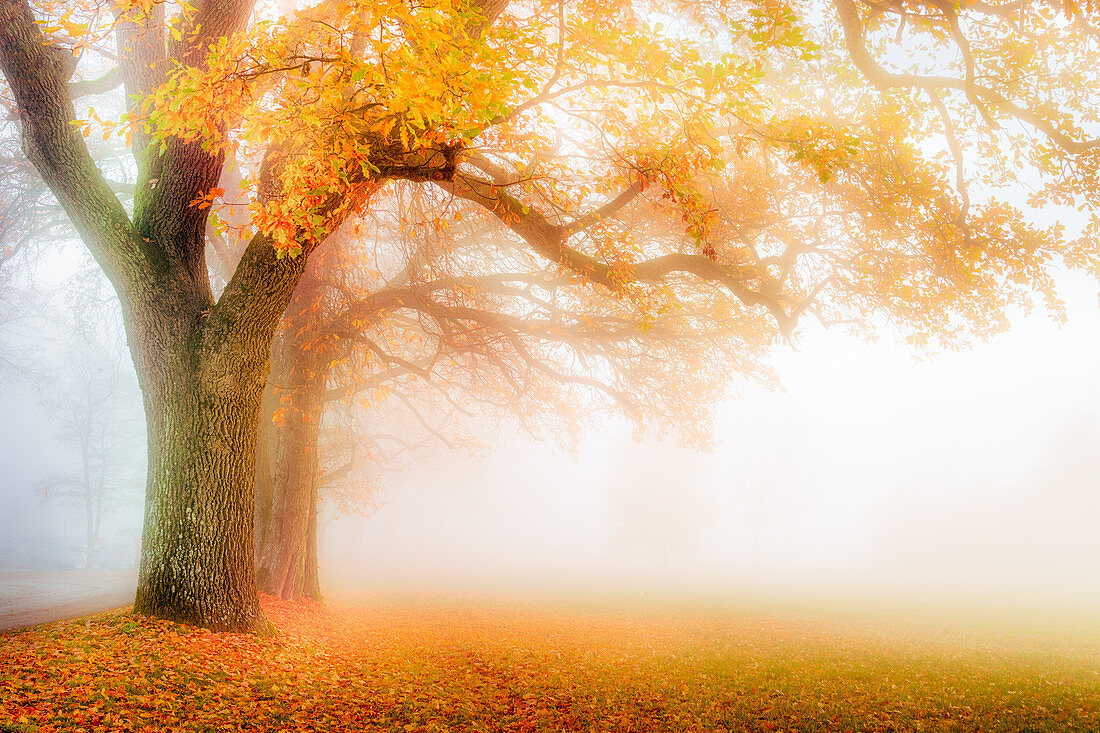 Oak alley with autumn leaves in fog, Bernried, Germany