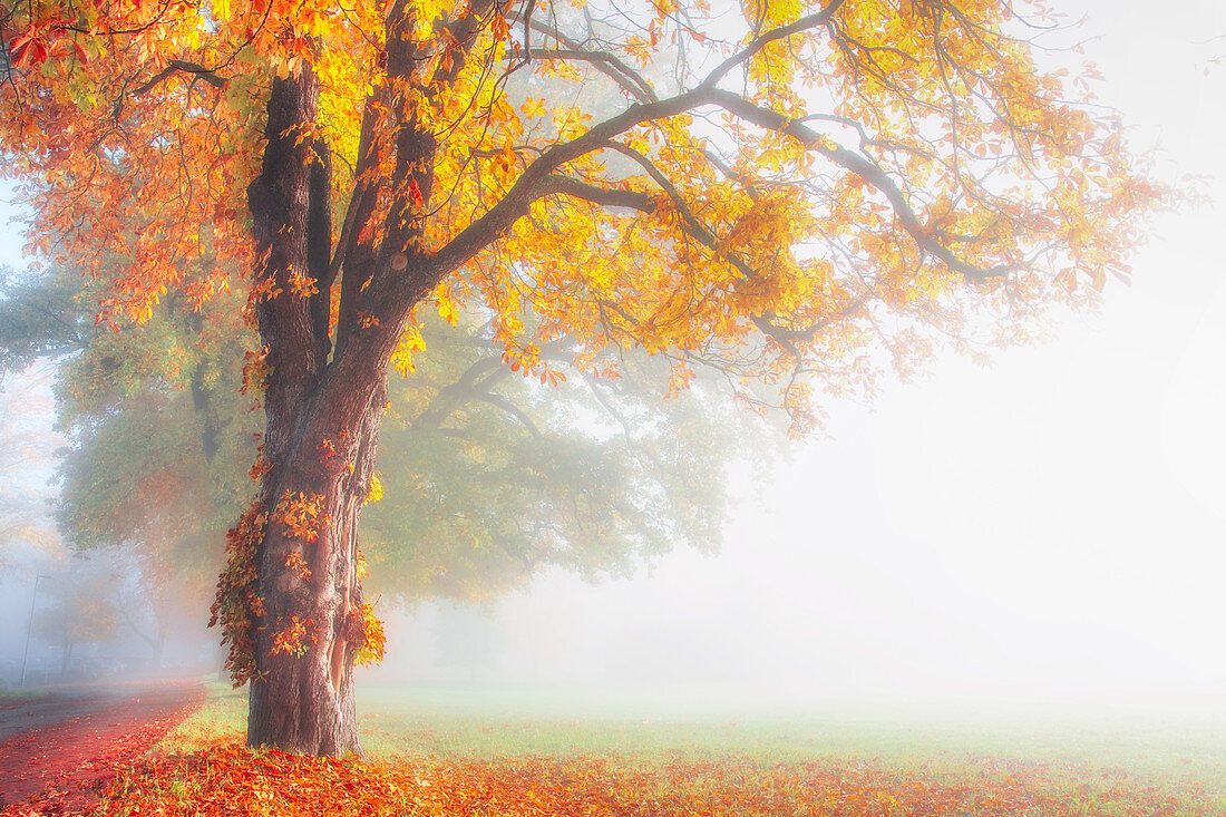 Chestnut with colorful autumn leaves, avenue in the fog, Bernried, Bavaria, Germany