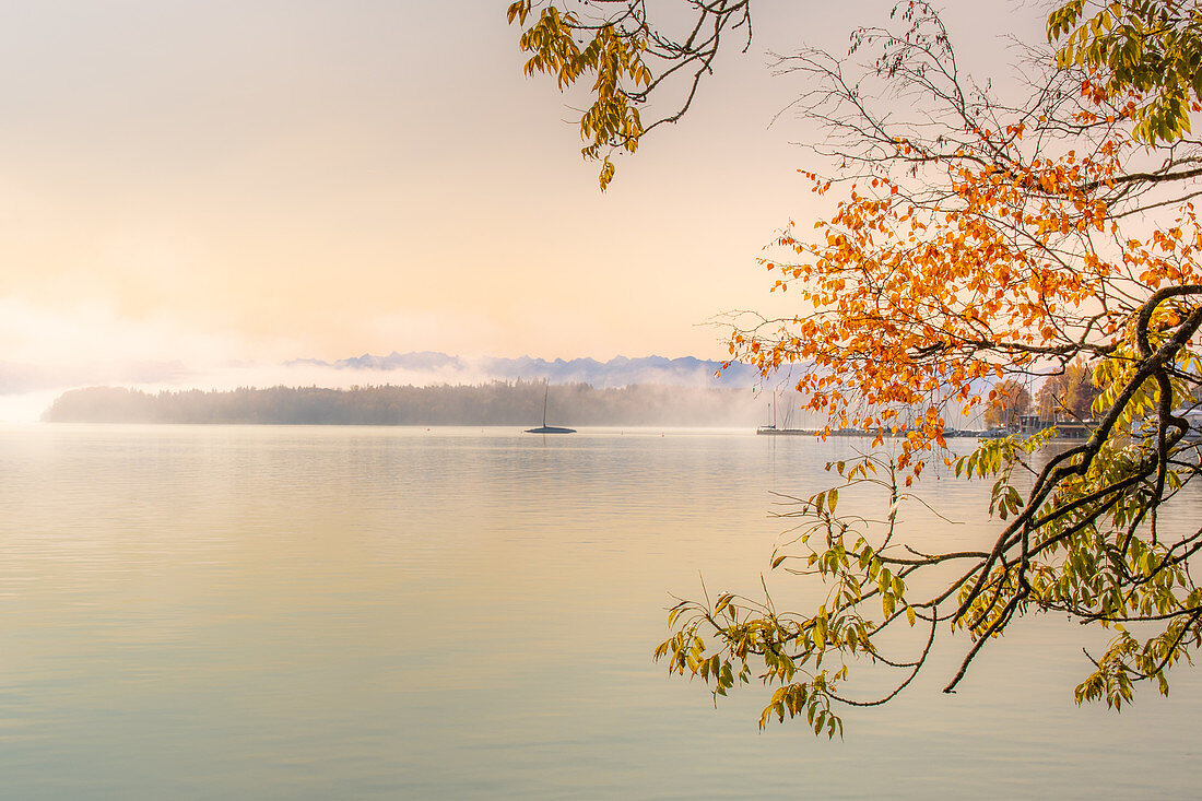 Herbstfärbung am Starnberger See, Tutzing, Bayern, Deutschland