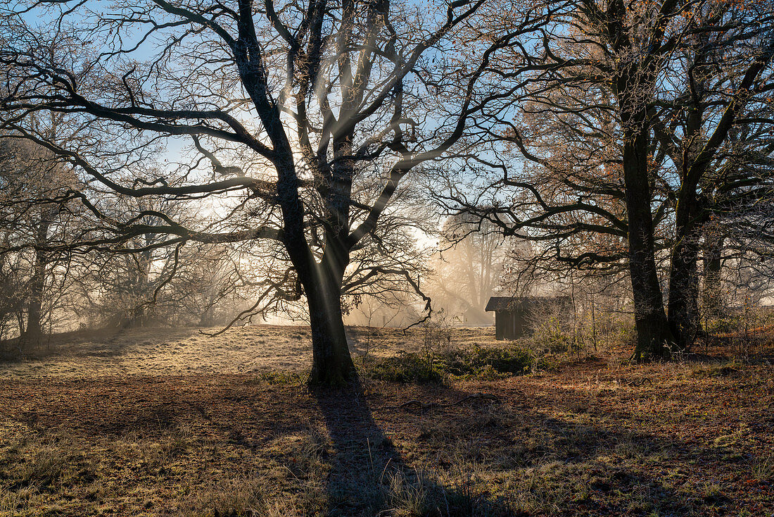 Sunrise in the forest near the Staffelsee in November, Uffing, Upper Bavaria, Bavaria, Germany