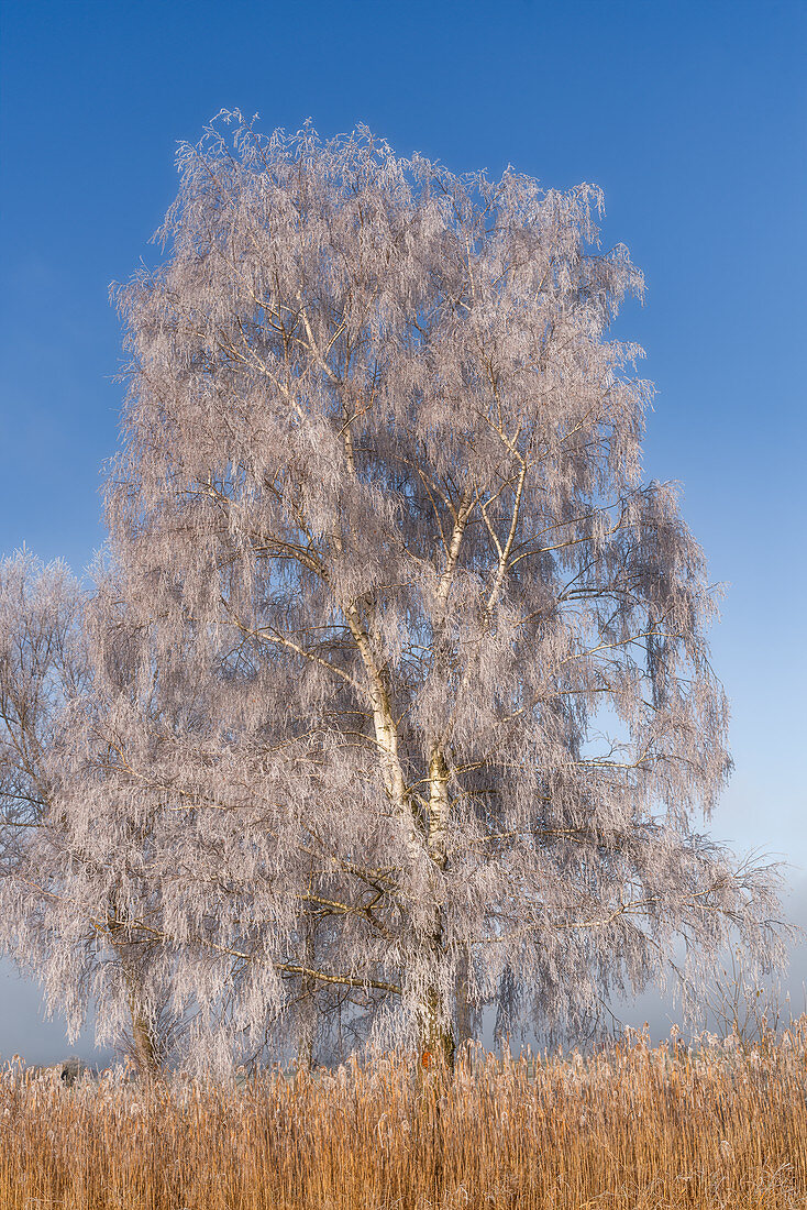 Birch in Kochelmoos covered with hoarfrost, Kochel am See, Upper Bavaria, Bavaria, Germany, Europe