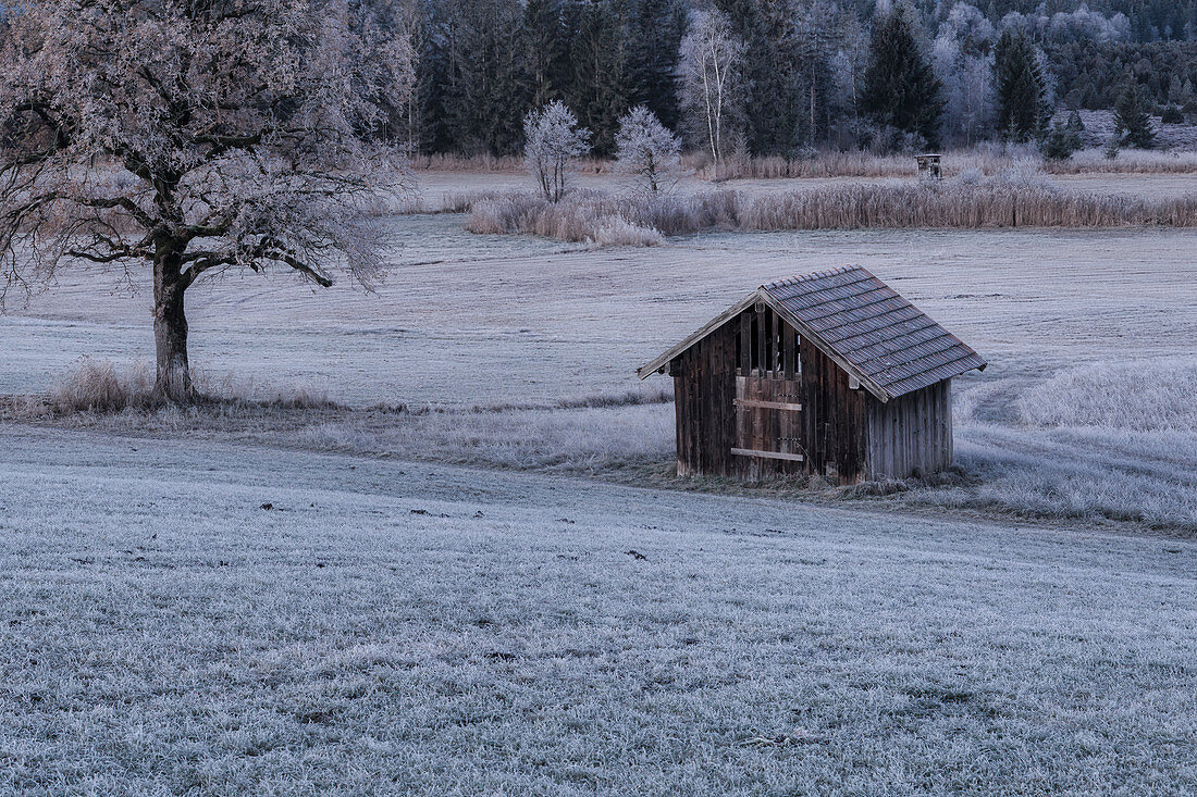 Frostiger Morgen im Moor in der Nähe von Uffing, Oberbayern, Bayern, Deutschland