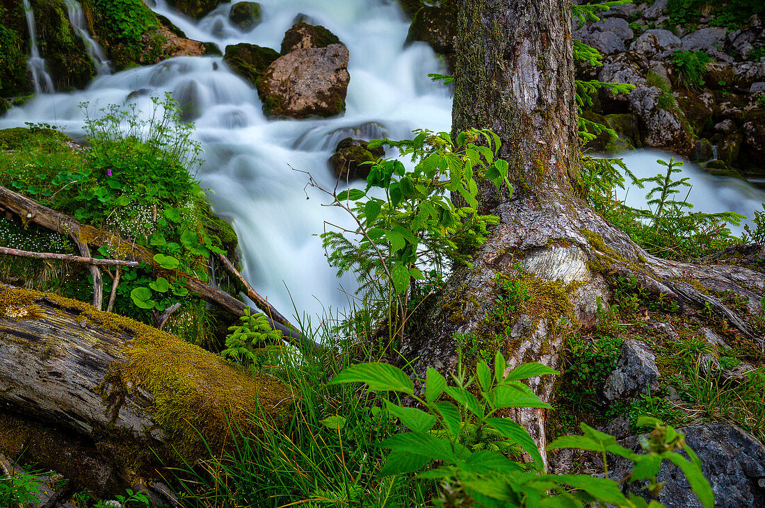 Small mountain stream in late summer, Bavaria, Germany, Europe