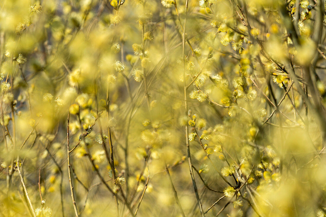 Catkins in the sunlight, Bavaria, Germany, Europe