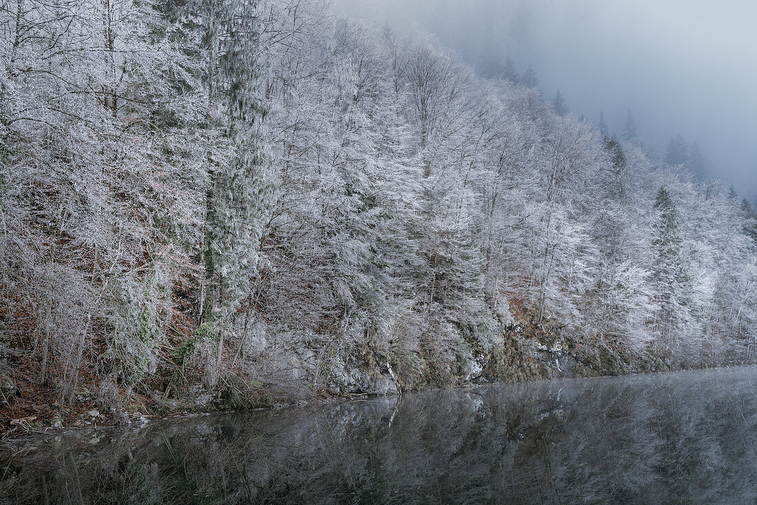 Hoar frost on the banks of the Kochelsee in November, Kochel am See, Upper Bavaria, Bavaria, Germany