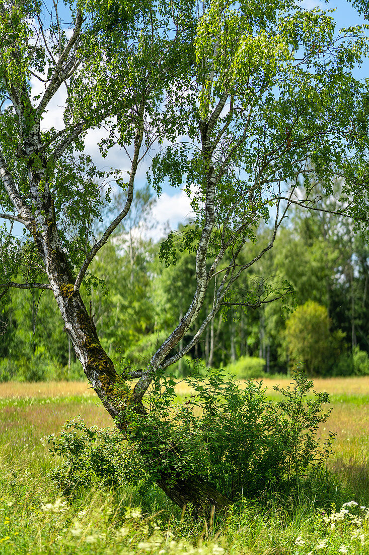 Birch on a sunny spring morning, Bavaria, Germany, Europe