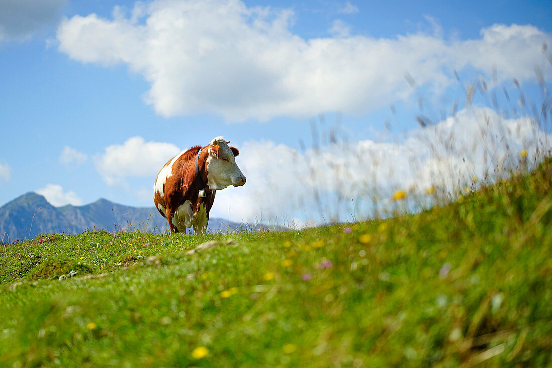 Cow on an alpine meadow, Bavaria, Germany, Europe