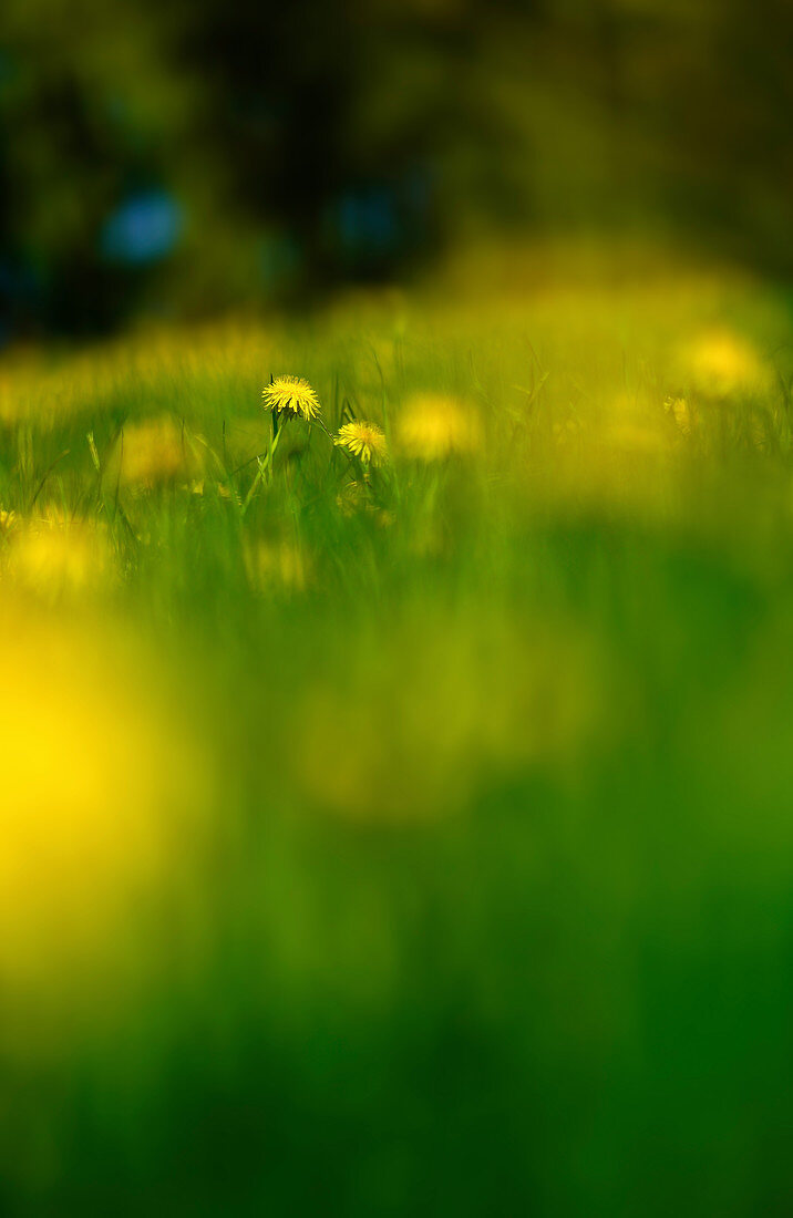Dandelions in a meadow, Bavaria, Germany, Europe