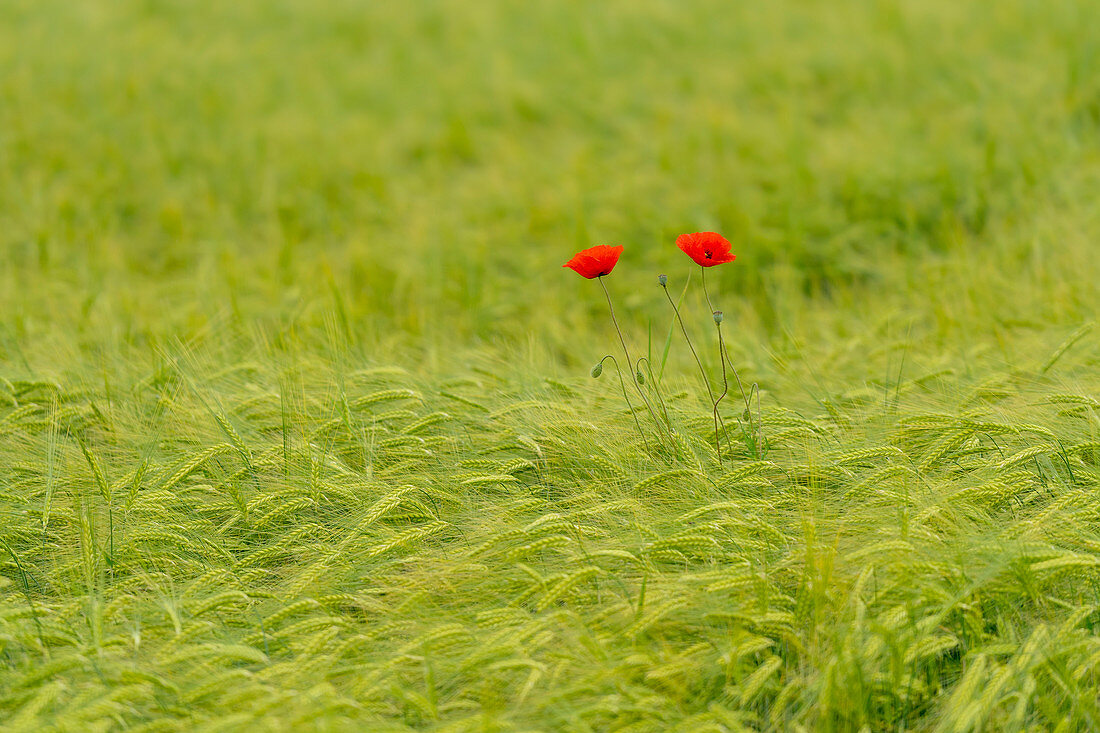 Mohnblumen im Weizenfeld, Bayern, Deutschland, Europa