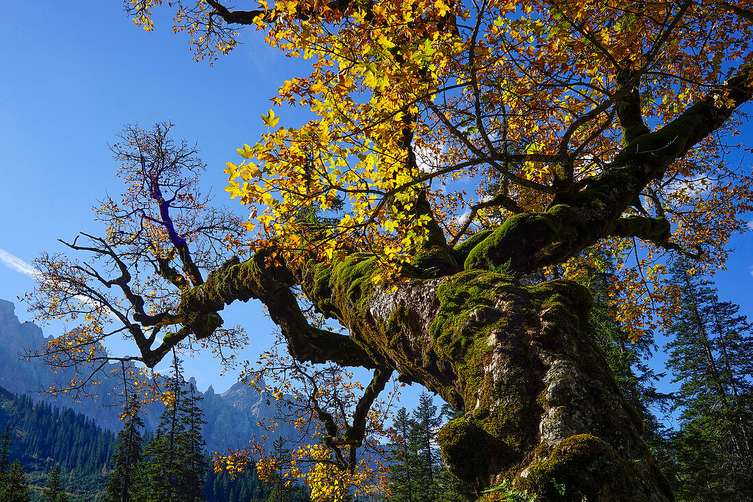 Bergahorn auf dem Kleinen Ahornboden im goldenen Herbstkleid, Hinterriß, Tirol, Österreich, Europa
