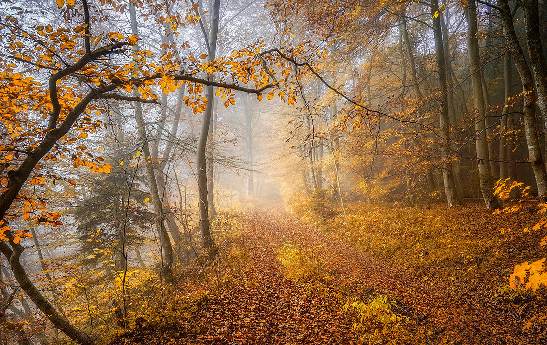 Herbst im Rotbuchenwald, Bayern, Deutschland, Europa