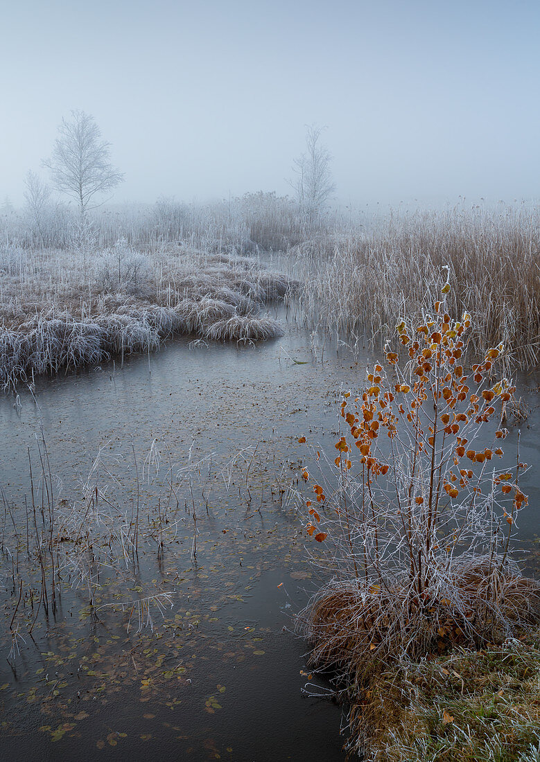 Raureifmorgen im Moor bei Kochel am See, Oberbayern, Bayern, Deutschland, Europa