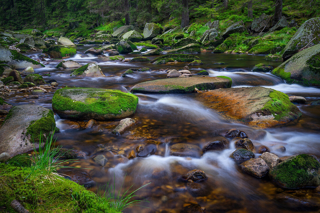 In the month of May on the Vydra, Bohemian Forest, Czech Republic, Europe