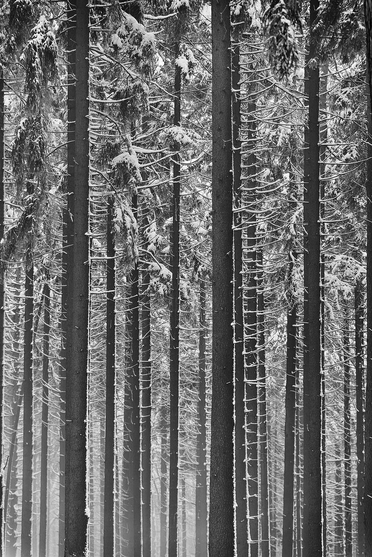 Winter forests below the Feldberg, Taunus, Hesse, Germany.
