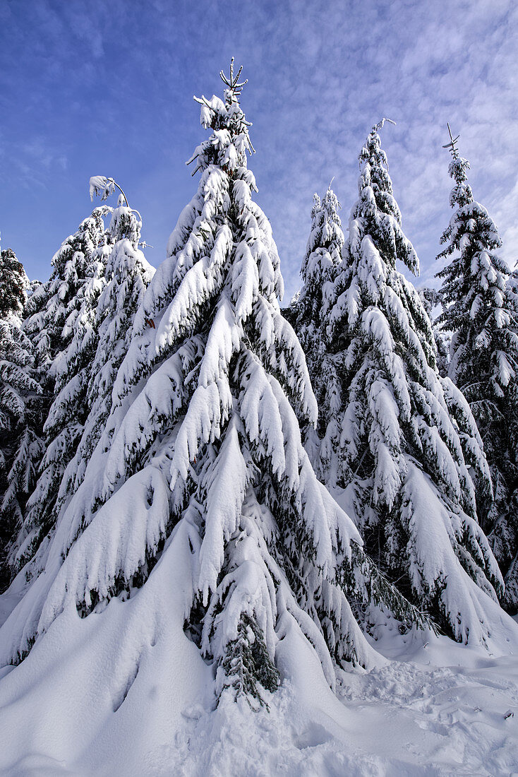 Winterliche Märchenlandschaft, Großer Feldberg, Taunus, Hessen, Deutschland