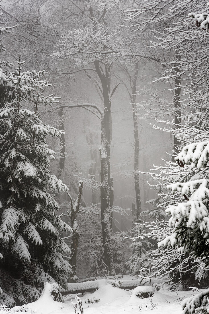 Winterwald nähe Großer Feldberg, Taunus, Hessen, Deutschland