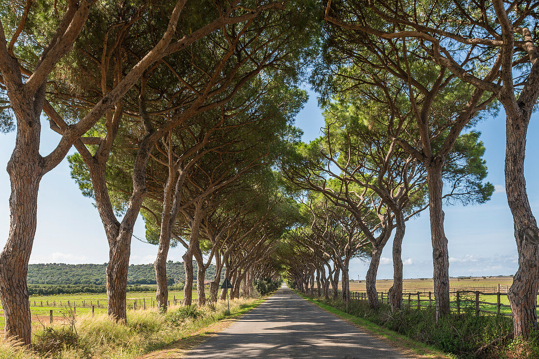 Avenue in the Maremma Regional Park, Tuscany, Italy