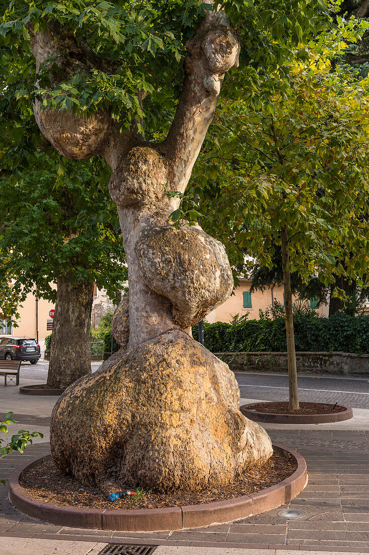 Gnarled tree in Garda, Verona Province, Italy