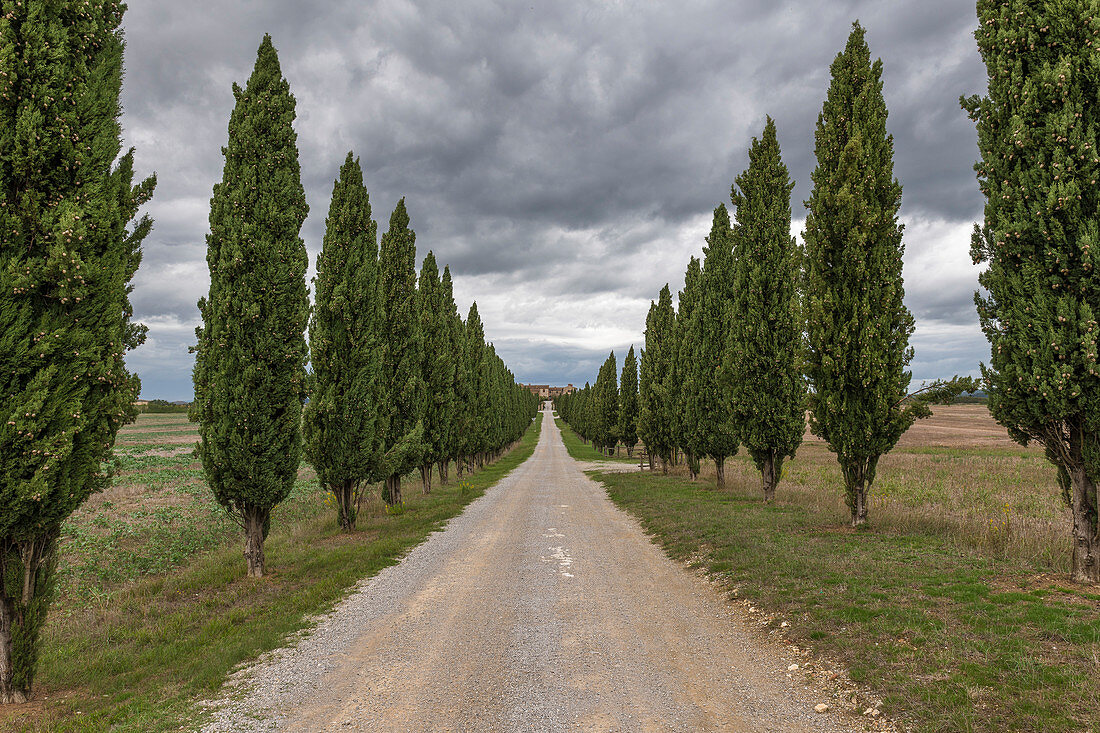 Cypress avenue in Val d'Orcia, Tuscany, Italy