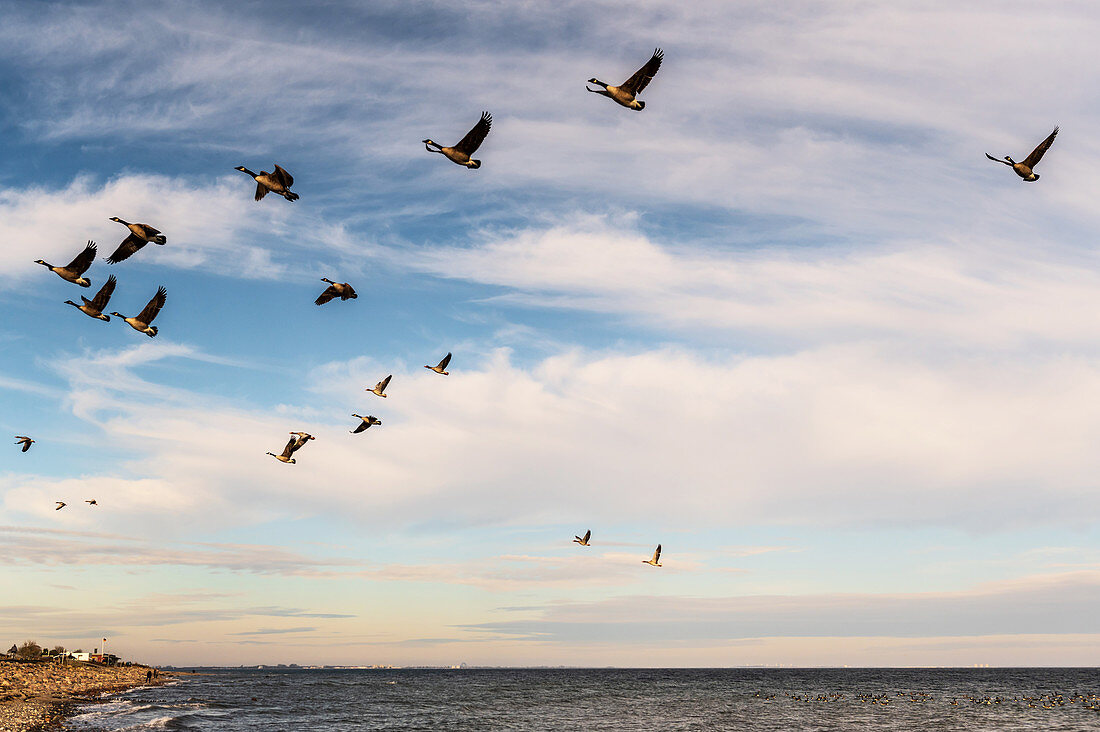 Wild geese in flight on the Baltic Sea, Süssau, Ostholstein, Schleswig-Holstein, Germany