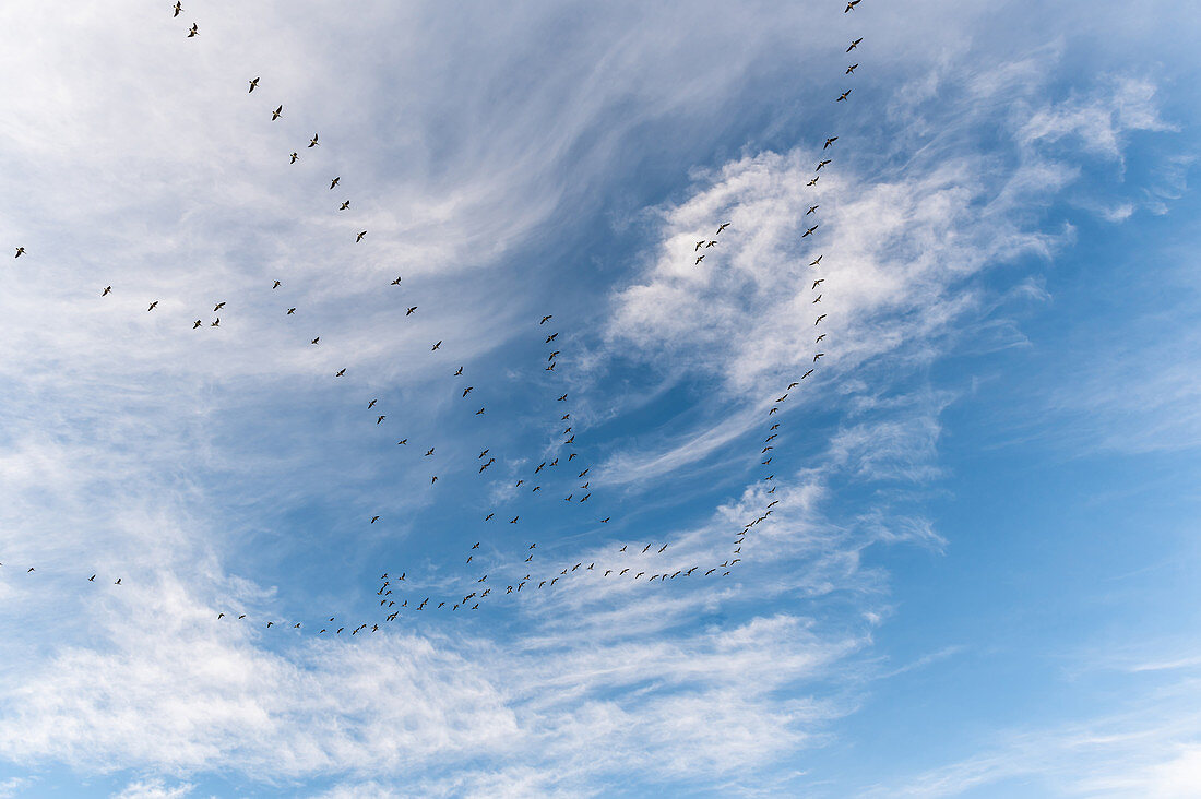 Wild geese in foramtionsflug in the sky, Süssau, Ostholstein, Schleswig-Holstein, Germany