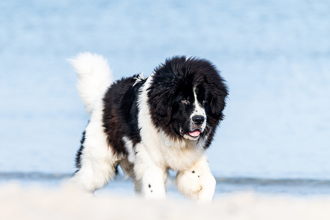 Junger Neufundländer am Ostseestrand, Ostsee, Heiligenhafen, Hund, Ostholstein, Deutschland