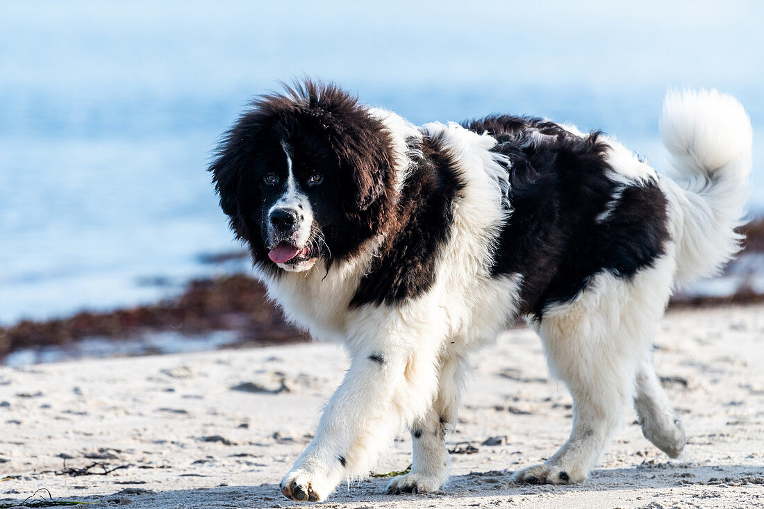 Young Newfoundland dog on the Baltic Sea beach, Baltic Sea, Heiligenhafen, dog, Ostholstein, Germany