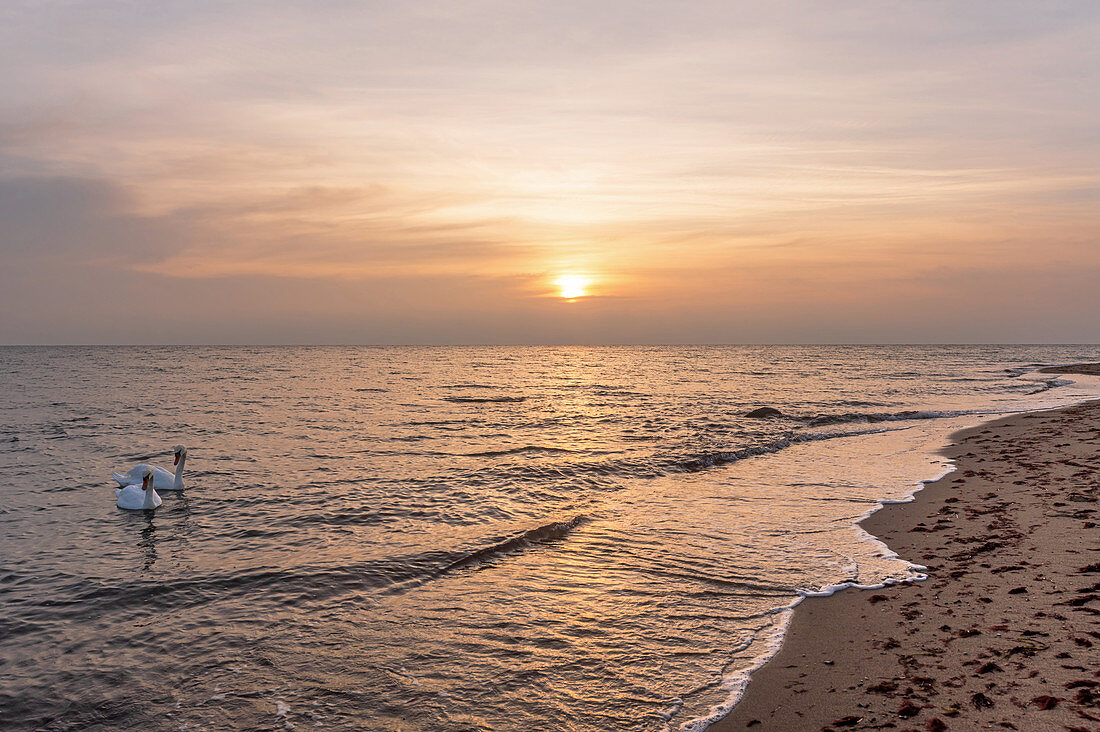 Schwäne am Morgen am Strand in Kraksdorf, Ostsee, Ostholstein, Schleswig-Holstein, Deutschland