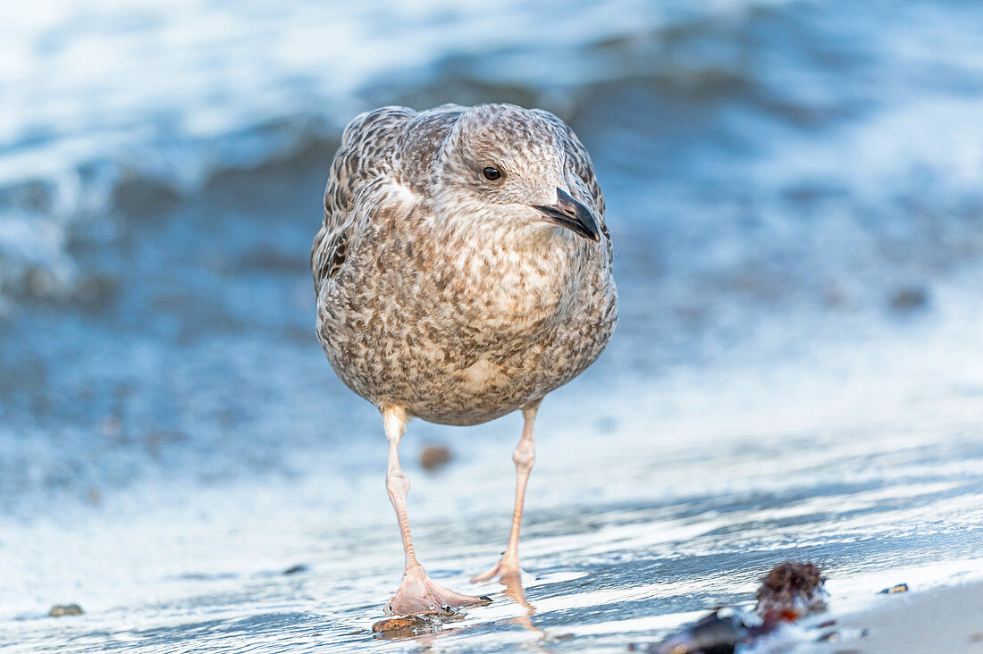 Portrait einer Möwe am Ostseestrand, Heiligenhafen, Ostsee, Ostholstein, Schleswig-Holstein, Deutschland