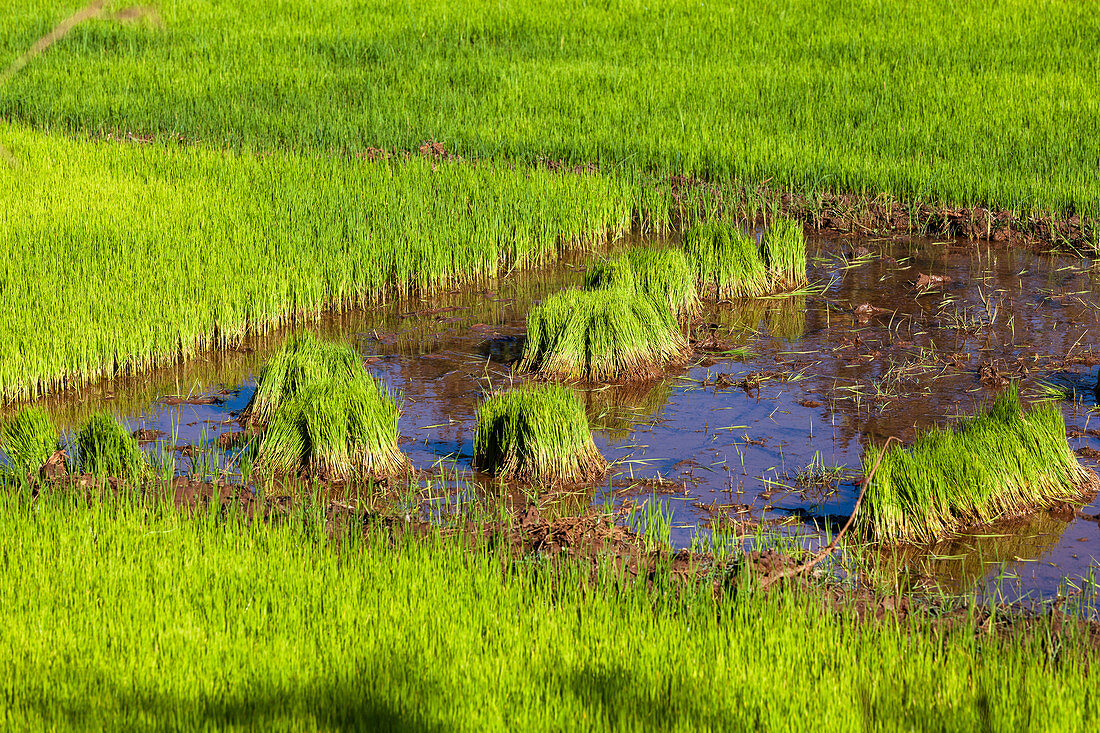 Rice seedlings, rice field, highlands, Madagascar, Africa