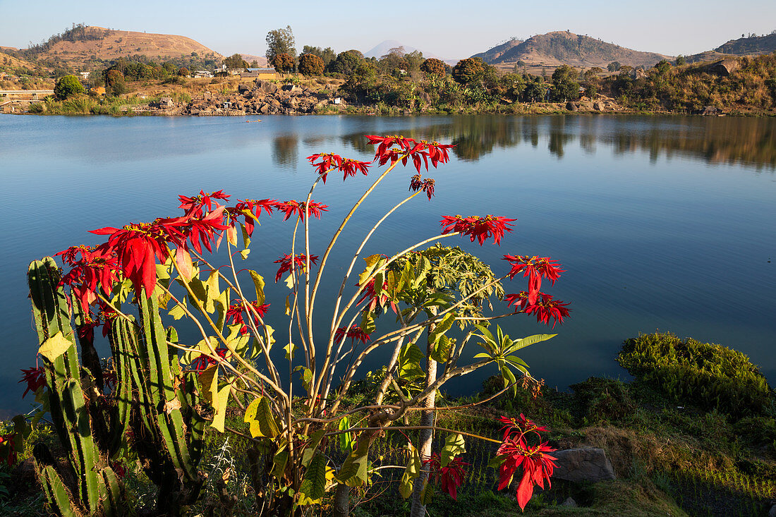 Poinsettia, Euphorbia pulcherrima, at Lake Itasy, Lac Itasy, Merina tribe, highlands west of Antananarivo, Madagascar, Africa