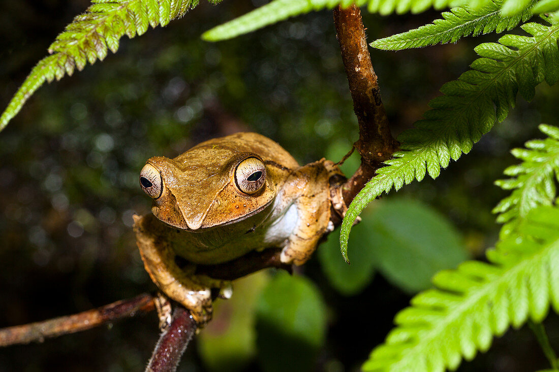 Frog in the rainforest of Ranomafana, Ranomafana National Park, Madagascar, Africa