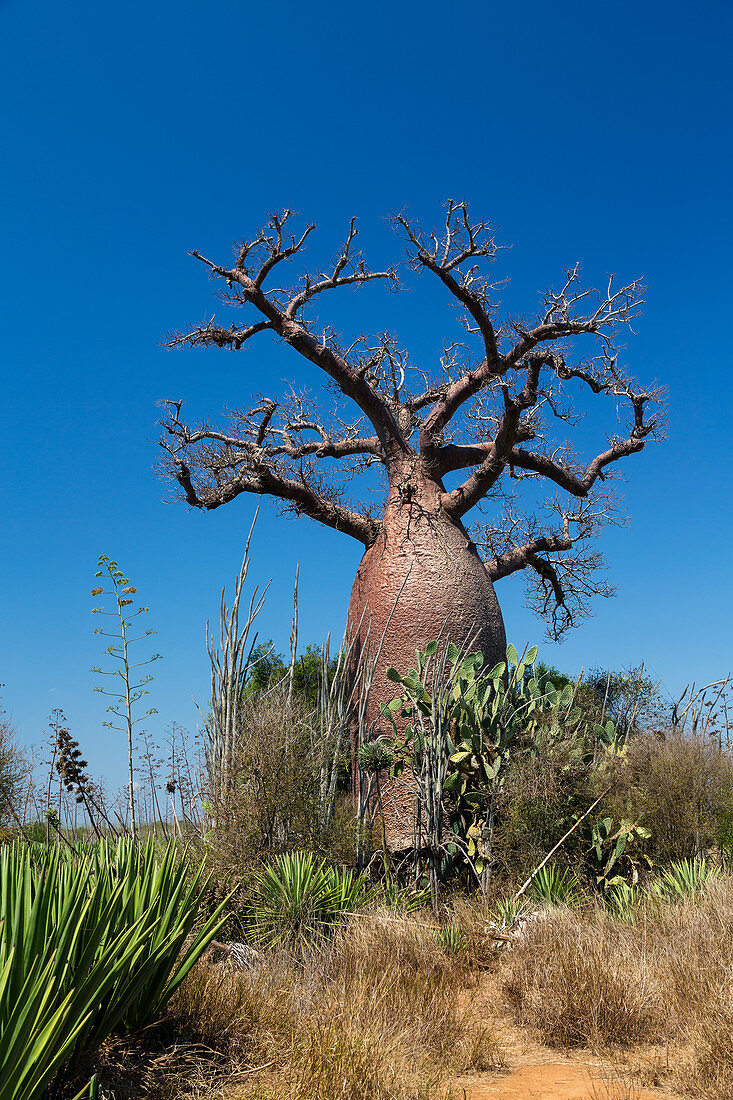 Baobab, Adansonia rubrostipa, Berenty Reservat, Süd-Madagaskar