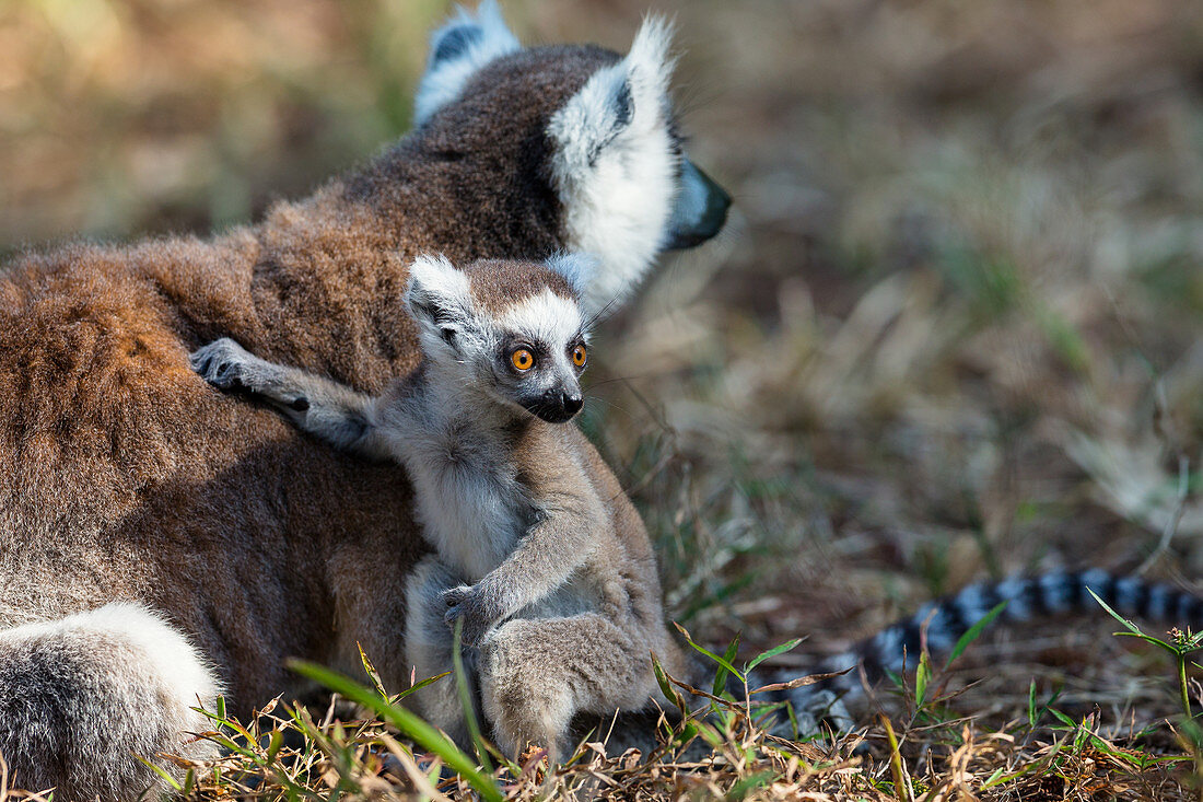 Ring-tailed lemur with baby, Lemur catta, Nahampoana Reserve, Southern Madagascar, Africa